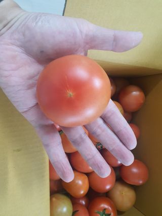 열혈특공님의 토마토 · 수확 작성글 사진