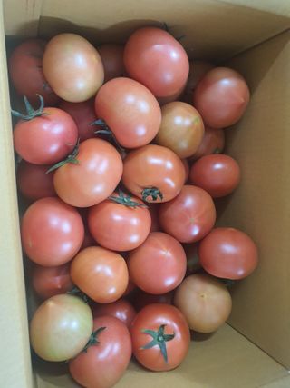 열혈특공님의 토마토 · 수확 작성글 사진