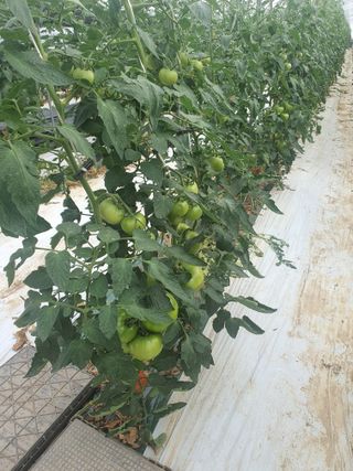 열혈특공님의 토마토 · 수확 작성글 사진