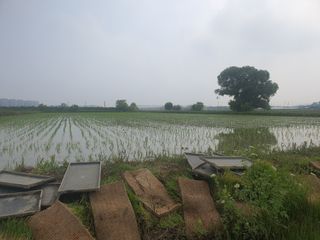 열혈특공님의 벼 · 자유게시판 작성글 사진