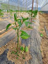 팜모닝 금쪽같은 내 작물 자랑하기·참여 게시글 이미지