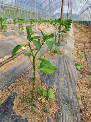 김청수 님의 금쪽같은 내 작물 자랑하기 · 참여 작성글 사진
