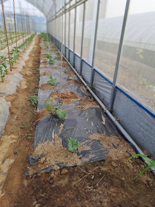 김청수 님의 금쪽같은 내 작물 자랑하기 · 참여 작성글 사진