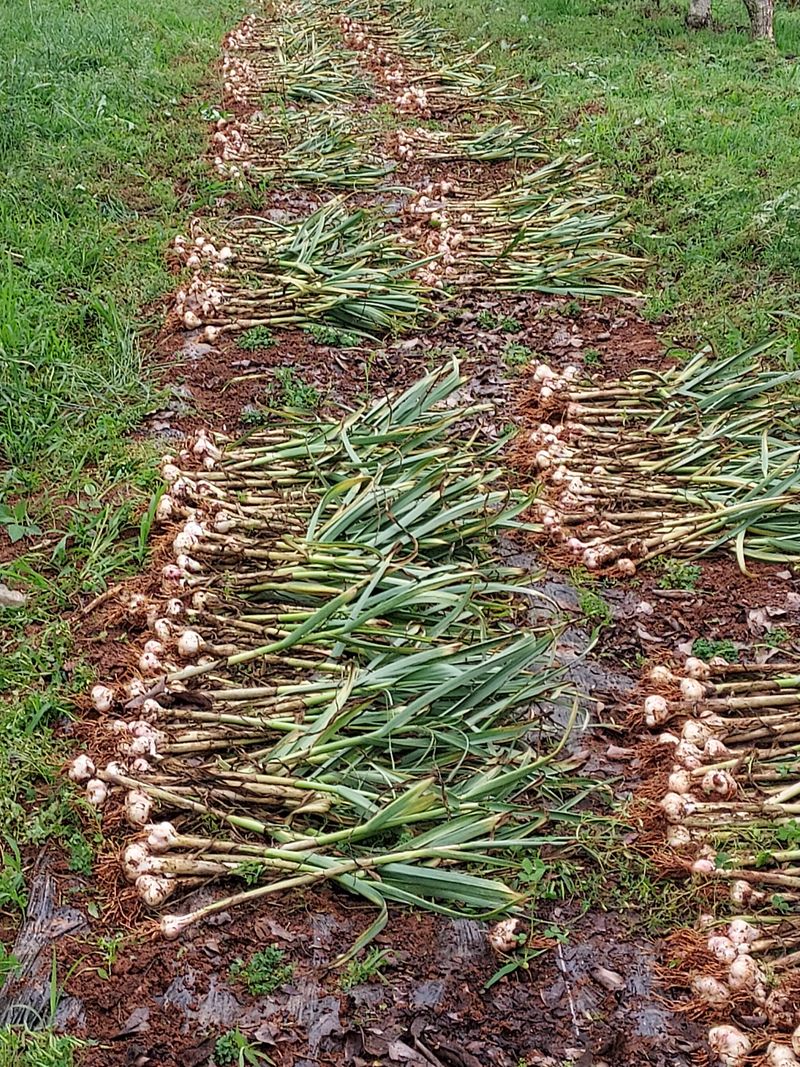 장터 상품 [벌 마늘 저렴하게 판매 합니다] 썸네일