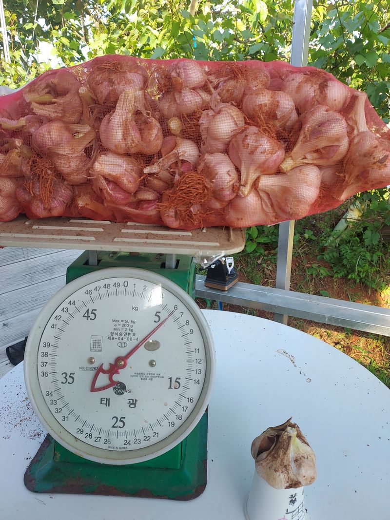 서영숙님의 장터 판매 상품 [벌 마늘 저렴하게 판매 합니다] 첨부 사진