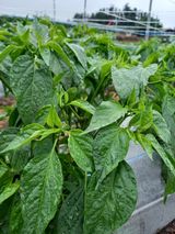 팜모닝 금쪽같은 내 작물 자랑하기·참여 게시글 이미지