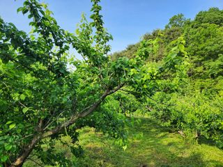 광양밤실매실농장님의 작성글 사진