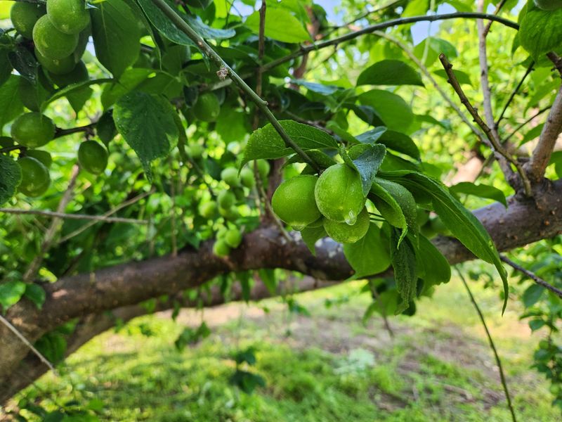 광양밤실매실농장님의 장터 판매 상품 [광양밤실매실 .품절 (수확완료)] 첨부 사진