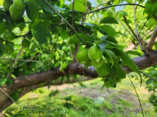 광양밤실매실농장님의 작성글 사진