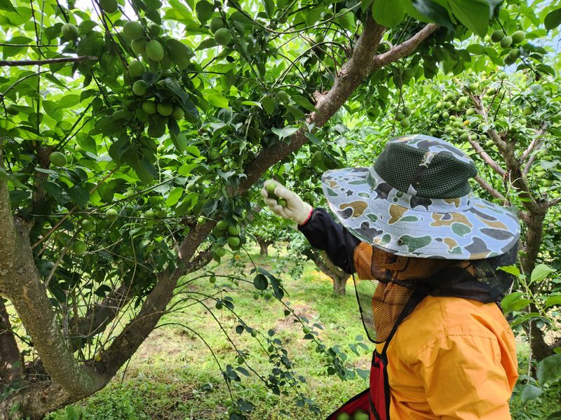 광양밤실매실농장님의 장터 판매 상품 [광양밤실매실 .품절 (수확완료)] 첨부 사진