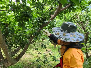 광양밤실매실농장님의 작성글 사진