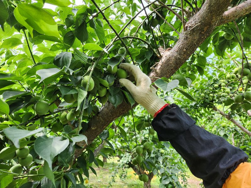 광양밤실매실농장님의 장터 판매 상품 [광양밤실매실 .품절 (수확완료)] 첨부 사진