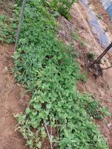 팜모닝 자유주제·칭찬해요 게시글 이미지