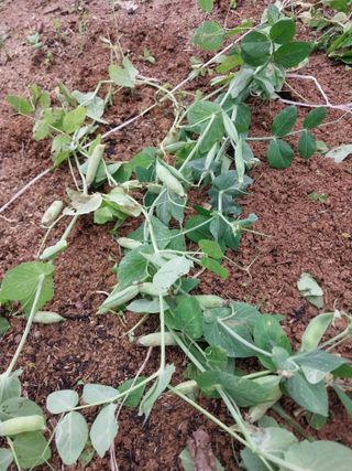 성주 농업인님의 자유주제 · 칭찬해요 작성글 사진