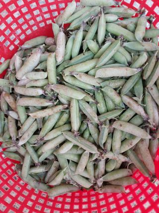 성주 농업인님의 자유주제 · 칭찬해요 작성글 사진