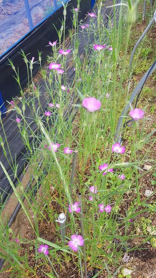 김광수님의 자유주제 · 자유게시판 작성글 사진