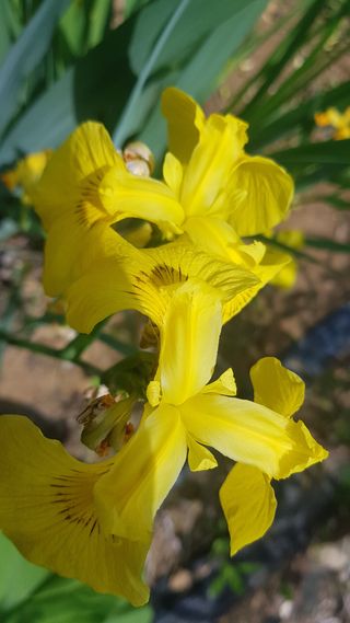 김광수님의 자유주제 · 자유게시판 작성글 사진