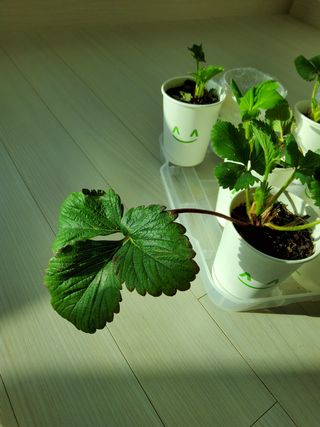 시토베리님의 딸기 · 병해충상담 작성글 사진