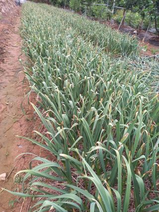 진디믈태치방볍을많배님의 마늘 · 병해충상담 작성글 사진