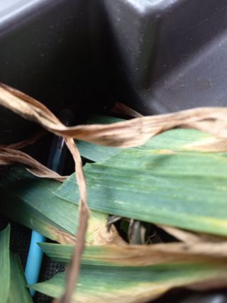 진디믈태치방볍을많배님의 마늘 · 병해충상담 작성글 사진