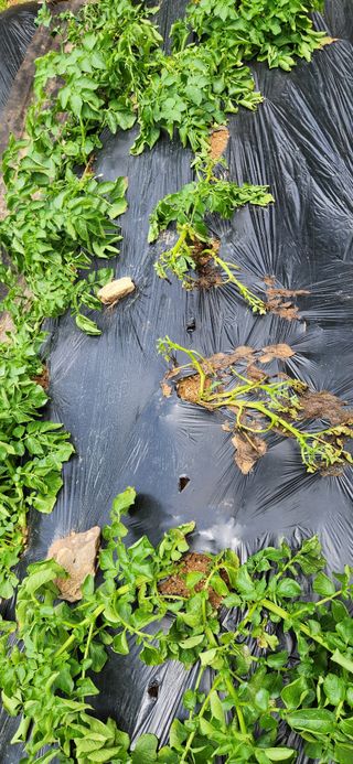 알 수 없음님의 감자 · 병해충상담 작성글 사진