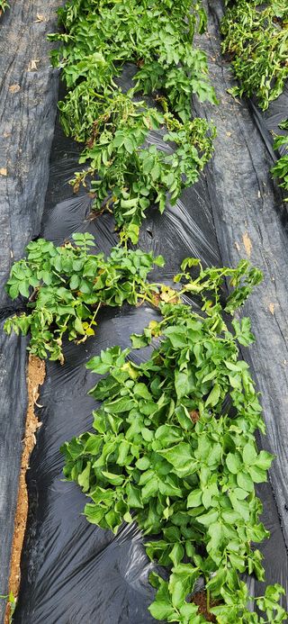 알 수 없음님의 감자 · 병해충상담 작성글 사진