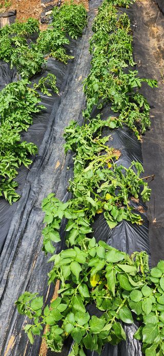 알 수 없음님의 감자 · 병해충상담 작성글 사진