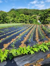 팜모닝 금쪽같은 내 작물 자랑하기·참여 게시글 이미지