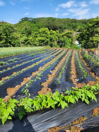 부여.김미경님의 금쪽같은 내 작물 자랑하기 · 참여 작성글 사진
