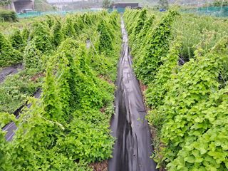 솔숲농원님의 기타작물 · 자유게시판 작성글 사진