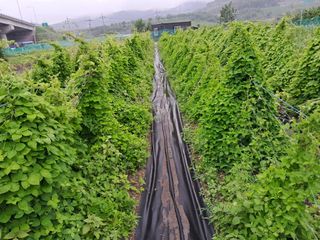 솔숲농원님의 기타작물 · 자유게시판 작성글 사진