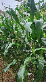 팜모닝 금쪽같은 내 작물 자랑하기·참여 게시글 이미지