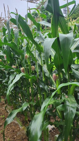 율촌 김은숙님의 금쪽같은 내 작물 자랑하기 · 참여 작성글 사진