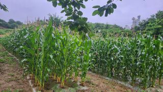 율촌 김은숙님의 금쪽같은 내 작물 자랑하기 · 참여 작성글 사진