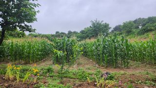 율촌 김은숙님의 금쪽같은 내 작물 자랑하기 · 참여 작성글 사진