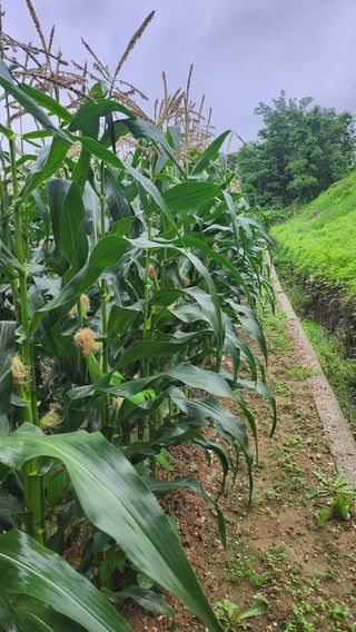 율촌 김은숙님의 금쪽같은 내 작물 자랑하기 · 참여 작성글 사진
