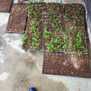 오케바리(옥경종)님의 금쪽같은 내 작물 자랑하기 · 참여 작성글 사진