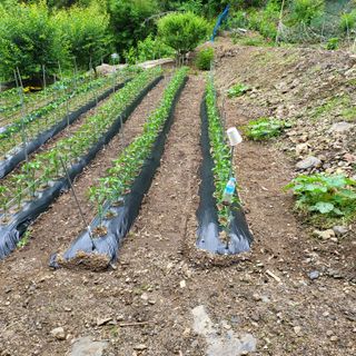 오케바리(옥경종)님의 금쪽같은 내 작물 자랑하기 · 참여 작성글 사진
