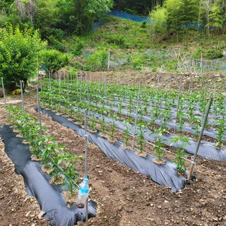 오케바리(옥경종)님의 금쪽같은 내 작물 자랑하기 · 참여 작성글 사진