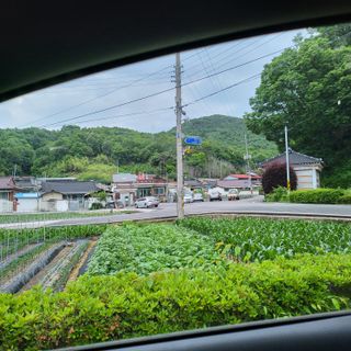 오케바리(옥경종)님의 금쪽같은 내 작물 자랑하기 · 참여 작성글 사진
