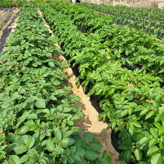 오케바리(옥경종)님의 금쪽같은 내 작물 자랑하기 · 참여 작성글 사진