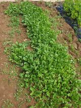 팜모닝 금쪽같은 내 작물 자랑하기·참여 게시글 이미지