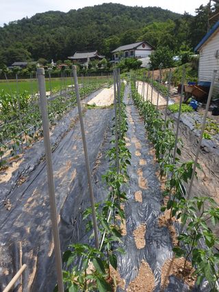 김애자 님의 금쪽같은 내 작물 자랑하기 · 참여 작성글 사진