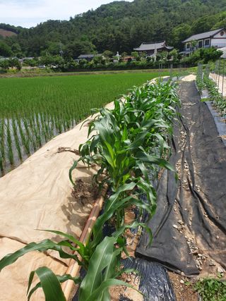김애자 님의 금쪽같은 내 작물 자랑하기 · 참여 작성글 사진