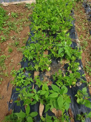 김애자 님의 금쪽같은 내 작물 자랑하기 · 참여 작성글 사진