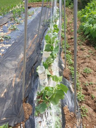 김애자 님의 금쪽같은 내 작물 자랑하기 · 참여 작성글 사진