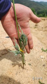 팜모닝 금쪽같은 내 작물 자랑하기·참여 게시글 이미지