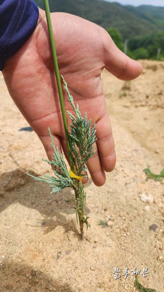 연지골농원_단야님의 금쪽같은 내 작물 자랑하기 · 참여 작성글 사진