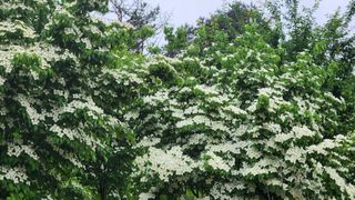 연지골농원_단야님의 금쪽같은 내 작물 자랑하기 · 참여 작성글 사진