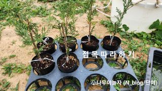 연지골농원_단야님의 금쪽같은 내 작물 자랑하기 · 참여 작성글 사진